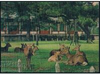 3D Japanese postcard doe doe animals stereo