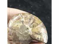 fossil ammonite natural marine opalised
