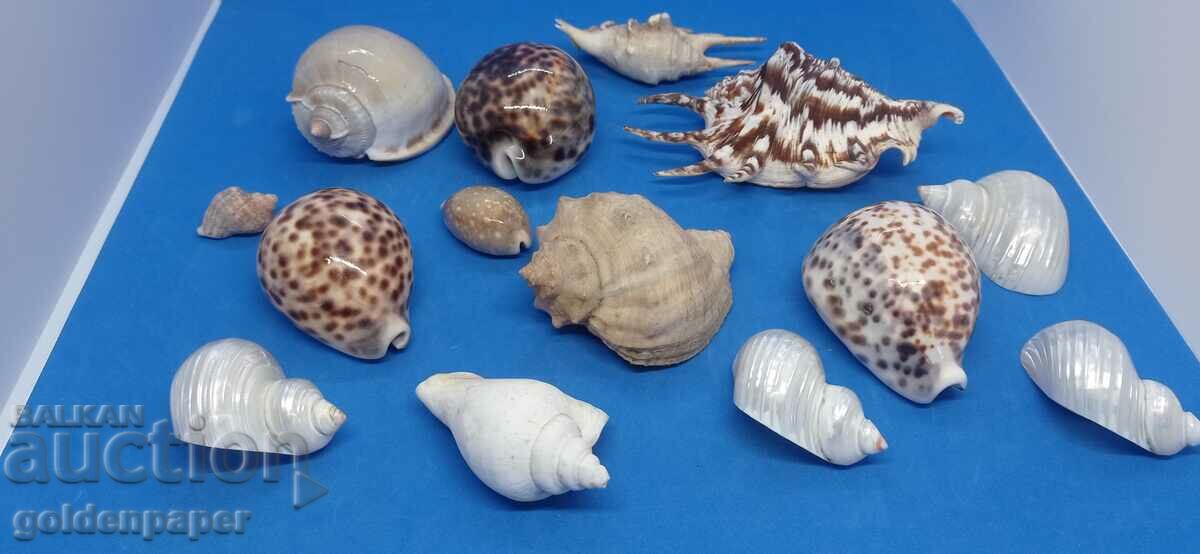 Lot of rotten shells